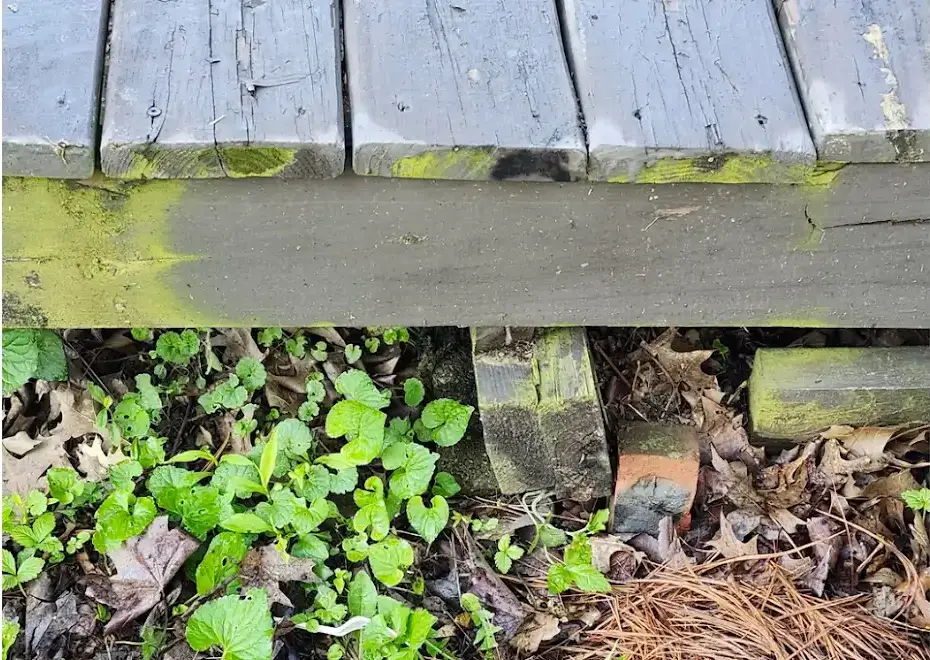 wooden deck rotting